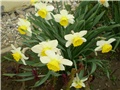 narcisi